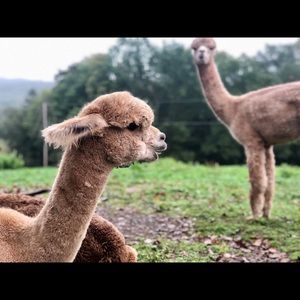 Meet your Posher, Rosalie